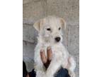 Adopt Griffin a West Highland White Terrier / Westie, Terrier