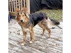 Adopt Opie a German Shepherd Dog, Border Collie