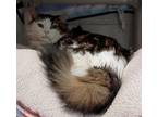 Kyira Domestic Longhair Senior Female