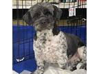 Adopt Krunk F NV PDR a Shih Tzu