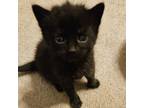 Adopt Azriel Amarantha Baby 1 a Domestic Short Hair