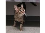 Alice Domestic Shorthair Young Female