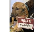 Matilda Black Mouth Cur Puppy Female