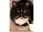 Adopt David a Domestic Short Hair