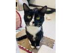 Spruce Domestic Shorthair Adult Male