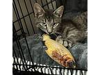 Tim Domestic Shorthair Young Male