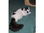 Wilma Domestic Longhair Kitten Female