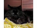 Shadow Maine Coon Adult Male