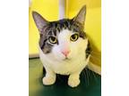 Nalu Domestic Shorthair Young Male