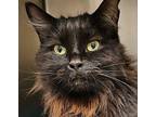 Abbie Maine Coon Adult Male