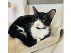 Cyclone Domestic Shorthair Young Female