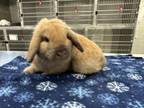 Adopt Rabbit-Tron aka Patrick a Mini Lop