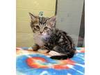 Lacey Domestic Shorthair Kitten Female