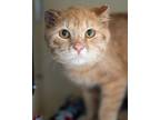 Crater Domestic Shorthair Adult Male