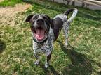 Marshall German Shorthaired Pointer Young Male