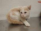 A603028 Domestic Mediumhair Kitten Male