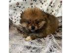 Pomeranian Puppy for sale in Longton, KS, USA