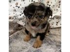 Chihuahua Puppy for sale in Longton, KS, USA