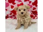 Maltipoo Puppy for sale in Memphis, MO, USA