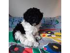 Poodle (Toy) Puppy for sale in Lewisburg, TN, USA