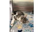 Chiclet Domestic Shorthair Young Female