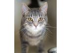 Charles Domestic Shorthair Adult Male