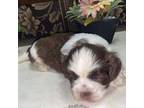 Shih Tzu Puppy for sale in Pearland, TX, USA