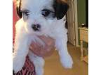 Mal-Shi Puppy for sale in Stone Mountain, GA, USA