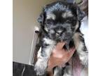 Mutt Puppy for sale in Stone Mountain, GA, USA