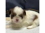 Shih Tzu Puppy for sale in Titus, AL, USA