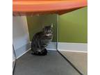 Meatball Domestic Shorthair Young Female