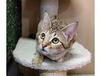 Augusta Domestic Shorthair Kitten Female