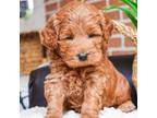 Goldendoodle Puppy for sale in Syracuse, IN, USA