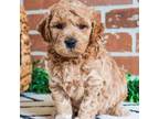 Goldendoodle Puppy for sale in Syracuse, IN, USA