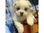Maltese Puppy for sale in Chariton, IA, USA