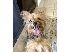 Naame Yorkie, Yorkshire Terrier Young Female