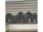 Cane Corso Puppy for sale in Orange, CT, USA