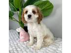 Cocker Spaniel Puppy for sale in Indianapolis, IN, USA