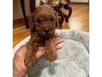 Male Cavapoo