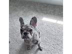 French Bulldog Puppy for sale in Laurel, MD, USA