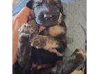 German Shepherd Dog Puppy for sale in Berry, AL, USA