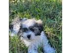 Maltese Puppy for sale in Riverview, FL, USA