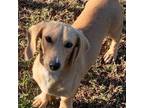 Butterscotch AKC-