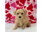 Maltipoo Puppy for sale in Memphis, MO, USA