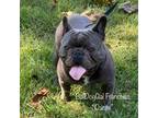 French Bulldog Puppy for sale in Harrison, AR, USA