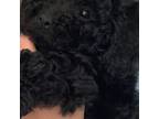 Poodle (Toy) Puppy for sale in North Port, FL, USA