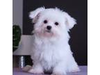 Maltese Puppy for sale in Vestavia Hills, AL, USA