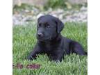 Labrador Retriever Puppy for sale in Trotwood, OH, USA