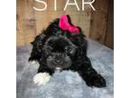 Shih Tzu Puppy for sale in Aiken, SC, USA