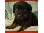 Rottweiler Puppy for sale in Sharon, NH, USA